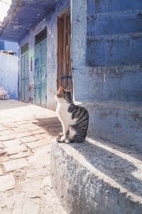 Cat sitting on a building