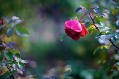 Close-up of flower blooming outdoors