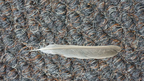 High angle view of feather on rug