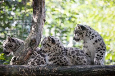 Cats relaxing on tree trunk