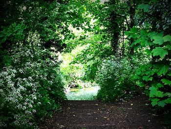 Trees growing in park