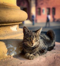 Close-up of a cat sitting
