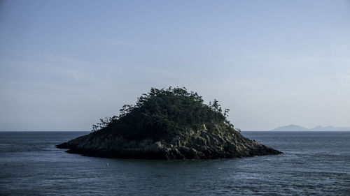 Tree by sea against sky