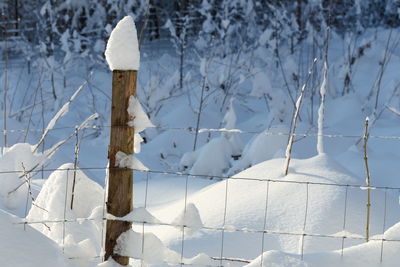 Snow covered plants on land