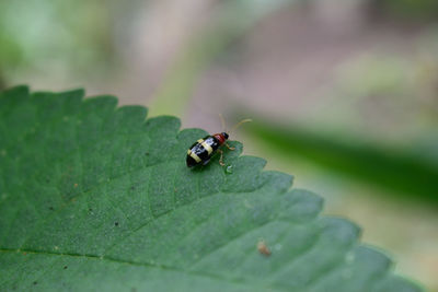 Close-up of ladybug on leaf