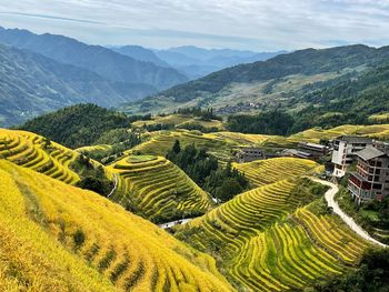 Scenic view of agricultural landscape