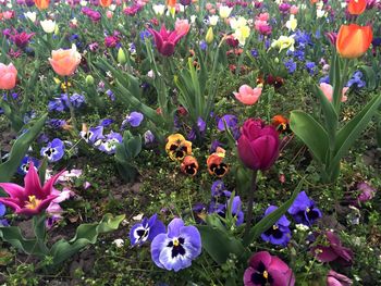 Close-up of purple flowers blooming in field