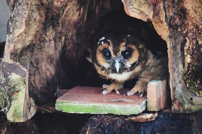 Portrait of lion on tree trunk