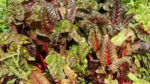 Full frame shot of plant