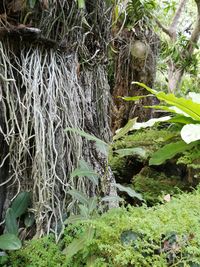 Trees and plants growing on field in forest