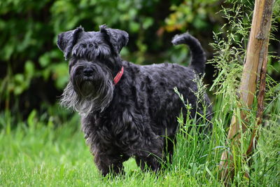 Black dog in a field