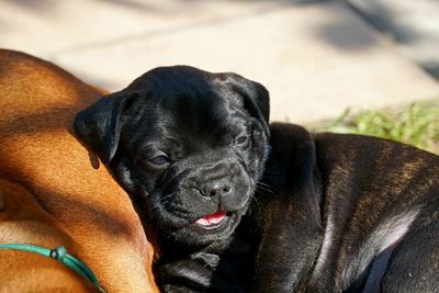 Close-up portrait of black dog resting