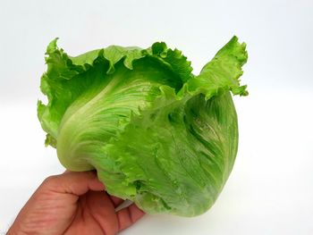 Cropped image of person holding green leaves against white background