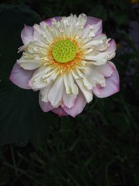 Close-up of pink flower