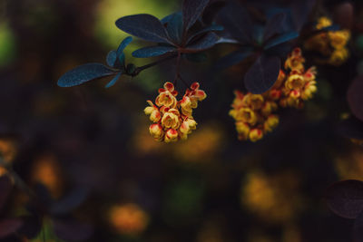 Close-up of purple flowering plant