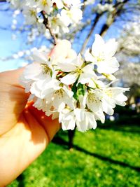 Close-up of cropped hand holding white flowers