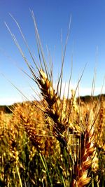 Close-up of plant in field