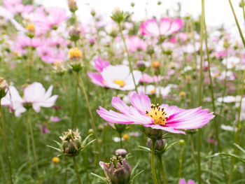 Close-up of pink flowering plant on field