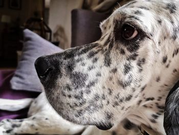 Close-up portrait of a dog