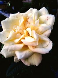 Close-up of flower blooming outdoors