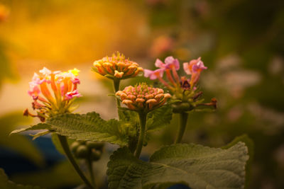 Close-up of pink flowering plant