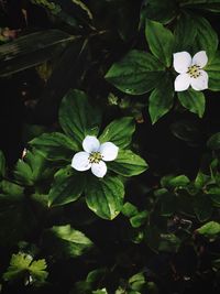 Close-up of white flowers