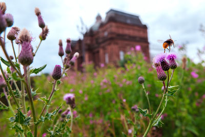 Close-up of purple flowering plants on field