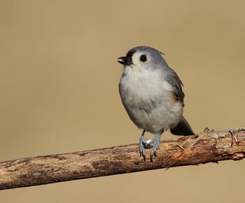 Close-up of bird perching on branch