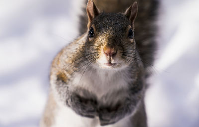 Close-up of squirrel