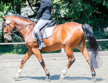 Low section of mature woman riding horse against trees