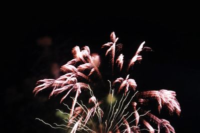 Close-up of tree at night