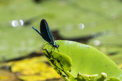 Close-up of insect on plant