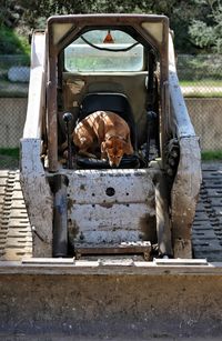Portrait of dog sitting in car
