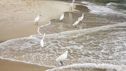 Seagull perching on a beach