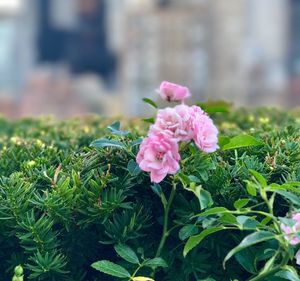 Close-up of pink rose blooming outdoors