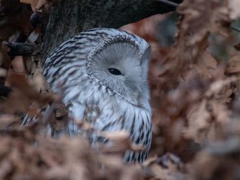 Close-up of bird perching on branch