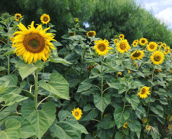 High angle view of yellow flowering plants