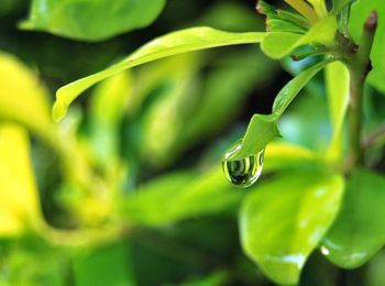 Close-up of plant