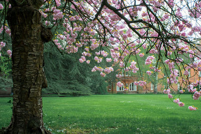 Pink flowers growing on tree trunk