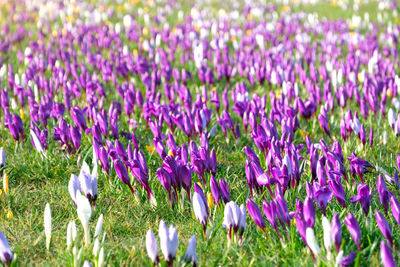 Close-up of purple crocus flowers on field