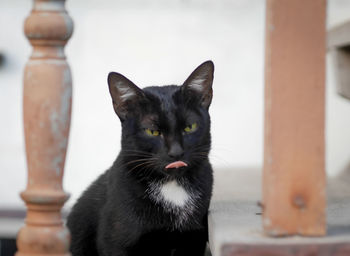 Close-up portrait of a cat