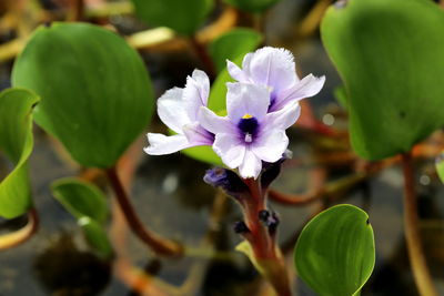 Close-up of purple flowering plant