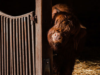 Close-up of a horse in stable