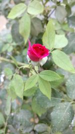 Close-up of pink flower blooming outdoors