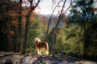 Dog standing in forest