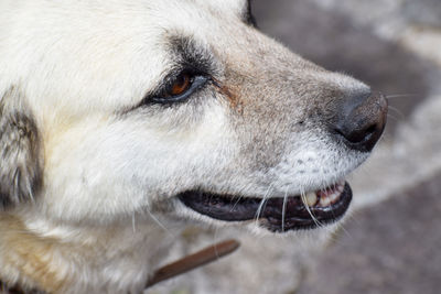 Close-up of dog looking away