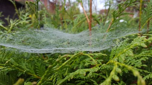 Close-up of wet spider web on leaves