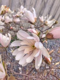 Close-up of white flowers