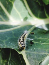 Close-up of insect on leaf