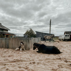 View of a dog on the beach